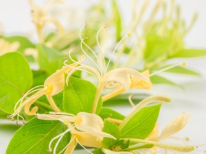 金银花苗多少钱一棵，怎么种植