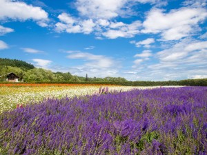 芳香之旅：上海崇明岛薰衣草节