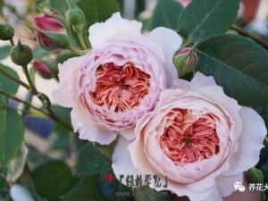 绿萝叶子黄恹恹，注意4要点，叶子绿得直发光