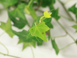 常春藤怎么造型