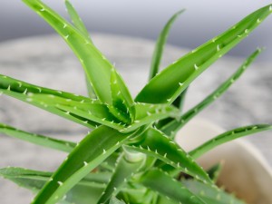 家里种植的芦荟能吃吗，怎么吃