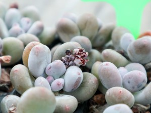 桃美人叶子化水怎么办