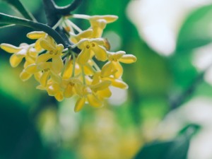 桂花的嫁接方法