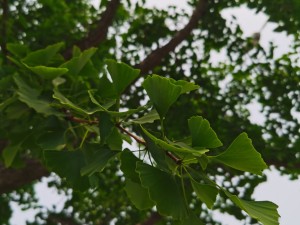 银杏黄叶的原因和处理办法