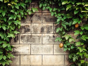 百香果泡水的正确方法，蜂蜜百香果有什么功效