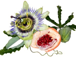 西番莲的养殖方法和注意事项