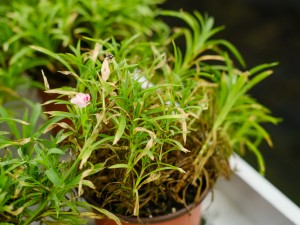 石竹的风水作用