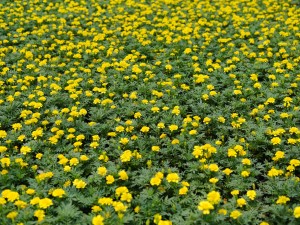 孔雀草的价值功效