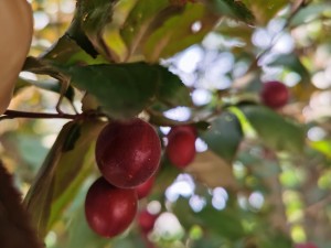 海棠换盆后叶子耷拉了怎么办，换盆后怎么护理