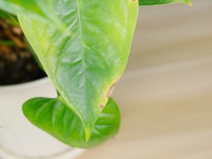 红掌可以放在卧室吗