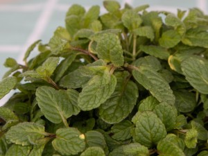 薄荷适合在室内养吗