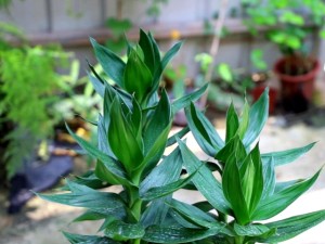 富贵竹杆发黄怎么急救？富贵竹杆子萎缩有救吗？