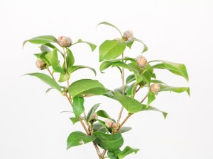 茶花不长花苞的原因