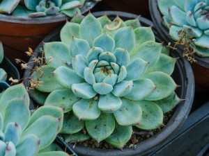 多肉达人的养殖经验，不让多肉白白牺牲