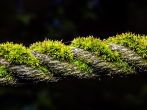 苔藓植物有什么作用