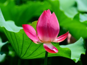 莲花中的莲子能吃吗，吃莲子有好处吗