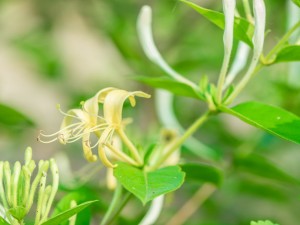 金银花不开花的原因