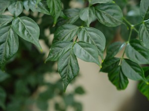 幸福树的虫害防治