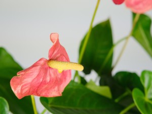 红掌掌面褪色怎么办