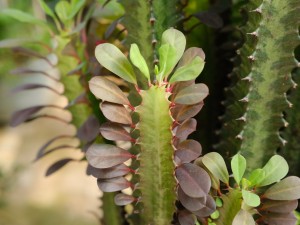 龙骨花的花语和寓意，有什么传说故事