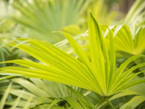 蒲葵适合在室内养吗