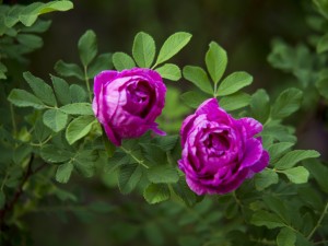 不同颜色的玫瑰花语含义是什么