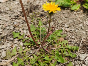 蒲公英的禁忌，蒲公英的副作用