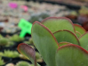 多肉唐印不红怎么办