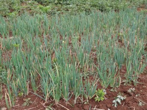 火葱的功效与作用