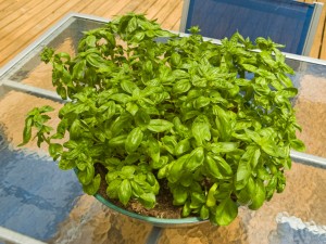 罗勒的功效和作用