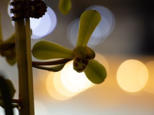 养兰新手不要给兰花施肥