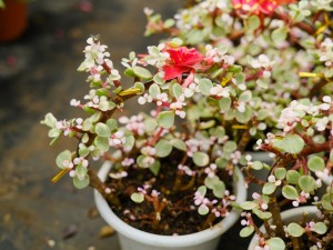 雅乐之舞的花语