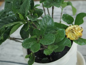 栀子花叶子蔫了怎么办