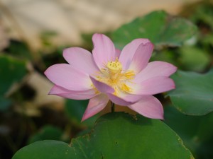 荷花的风水作用和禁忌：院子里种荷花好吗