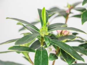 瑞香叶子发黄怎么办