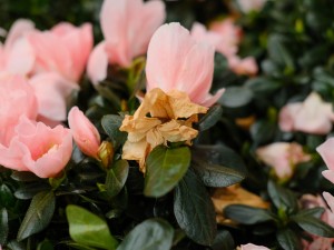 家里养杜鹃花有什么好处