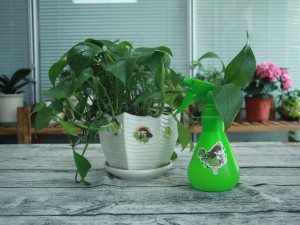 吊兰绿萝哪个除甲醛强