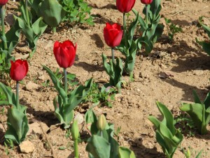 郁金香鳞茎腐烂了怎么办