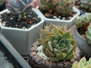 多肉招虫赶紧杀 ，再不管，你的肉肉3天就死翘翘了！