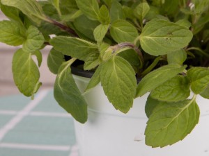 最适合放卧室的十种花