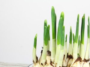 水仙疯长怎么办