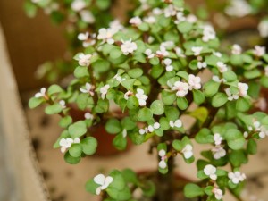 金枝玉叶叶子发软什么原因