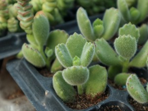 熊童子叶子发黄怎么办