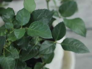 月季花叶子发黄的原因