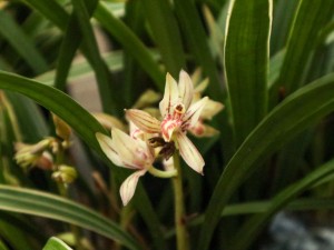 兰花为什么黄叶子，变黄后怎么补救？