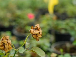 月季花叶子卷曲怎么办