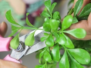 米兰叶子上长白斑怎么办