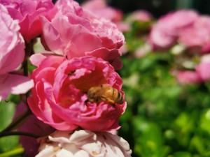 蔷薇花的风水作用