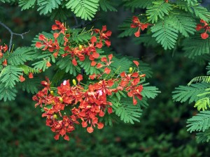 凤凰木的特点