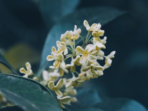 盆栽桂花掉叶子怎么办